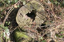 hollows in trees